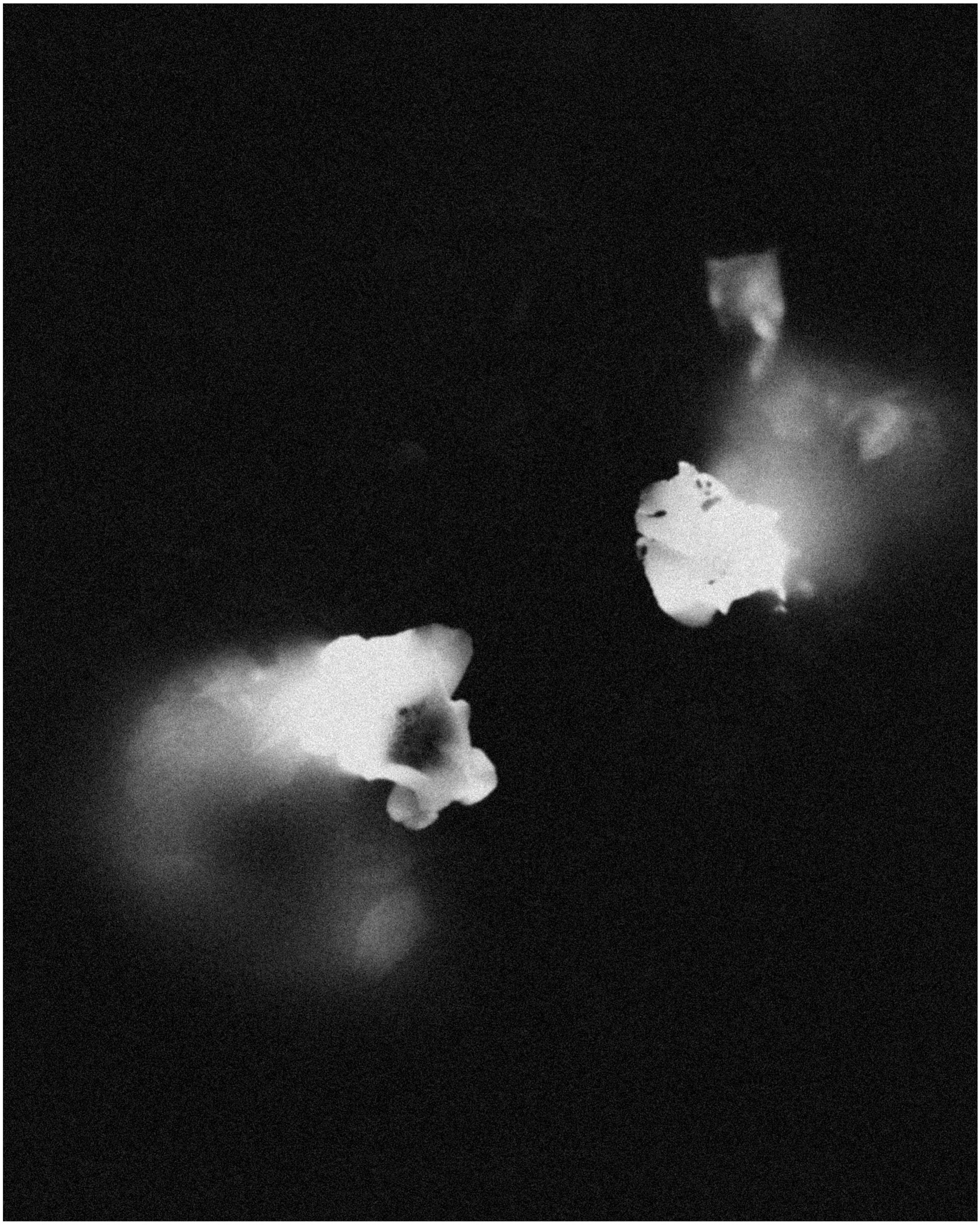 Two pale flowers suspended in darkness