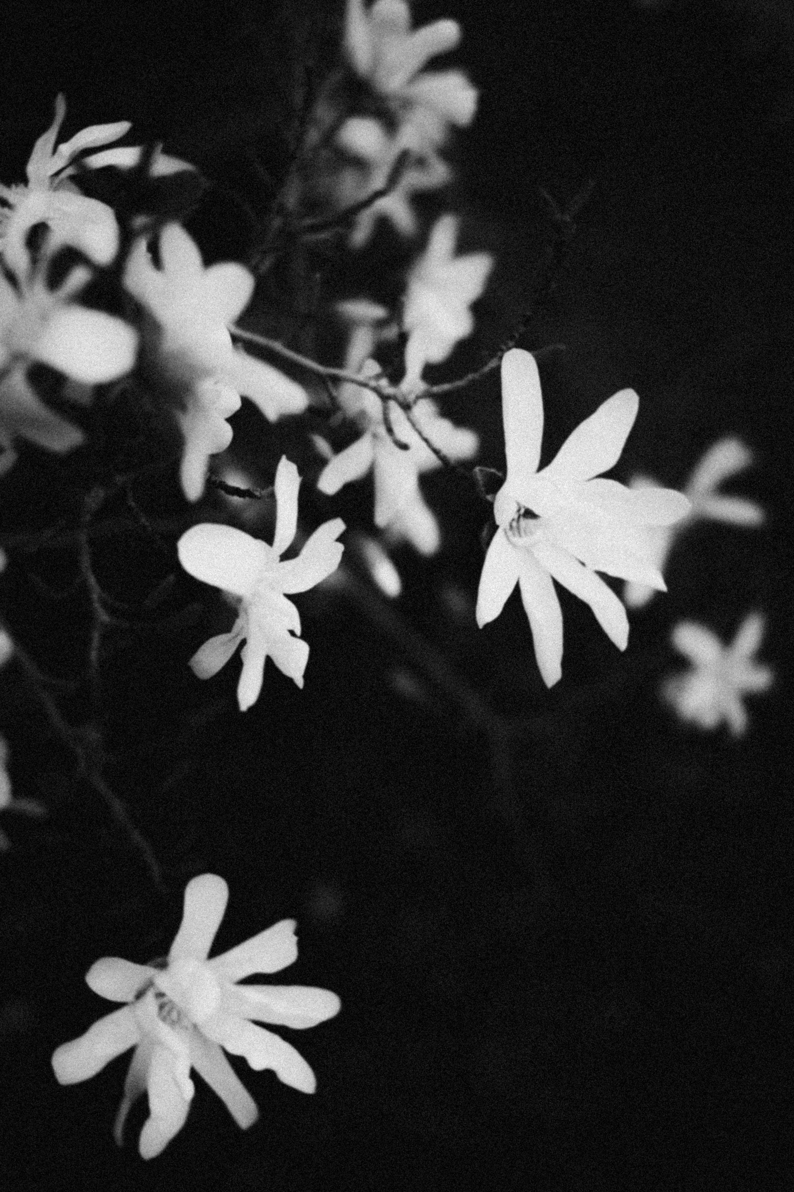 White blossoms against a dark background