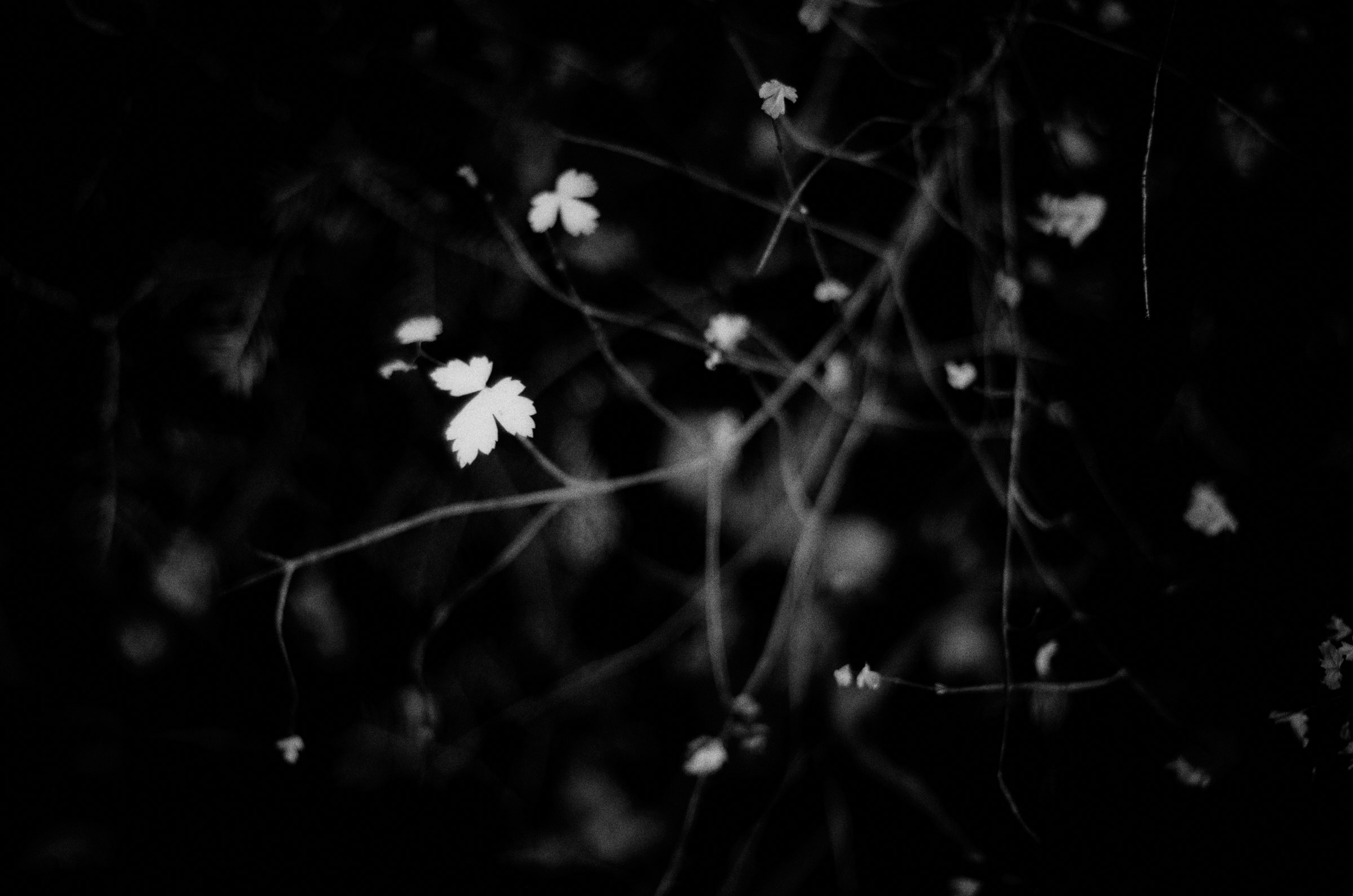 Small blossoms and branches in shadow