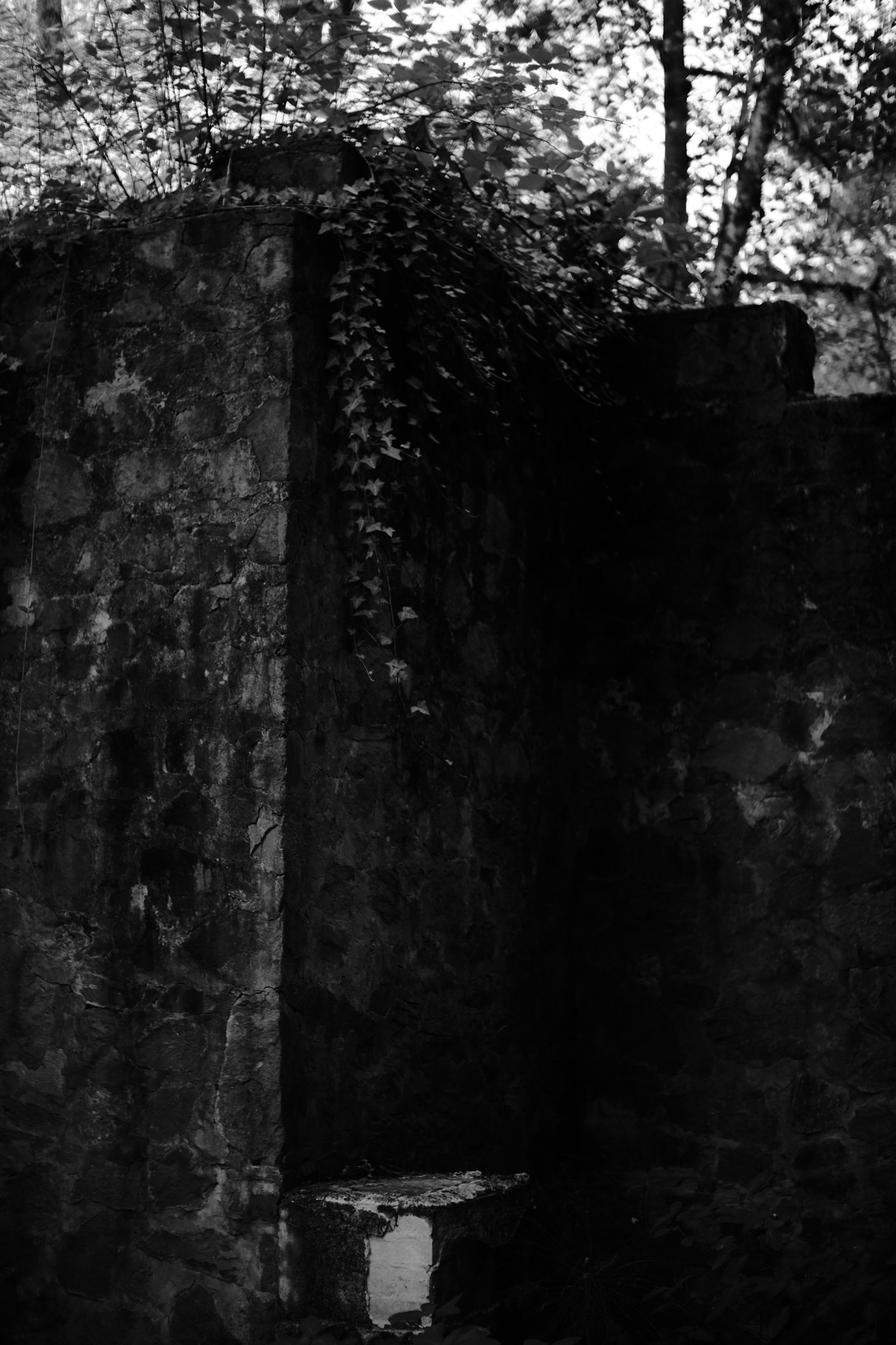 Garden wall and foliage