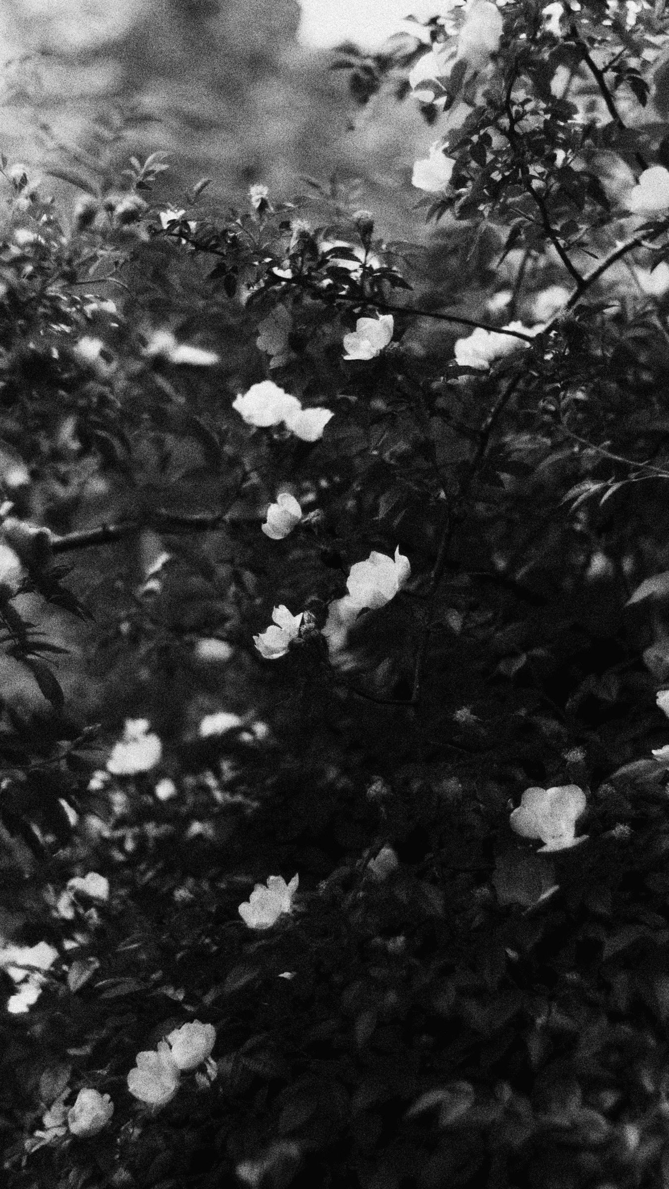 Pale roses among dense foliage