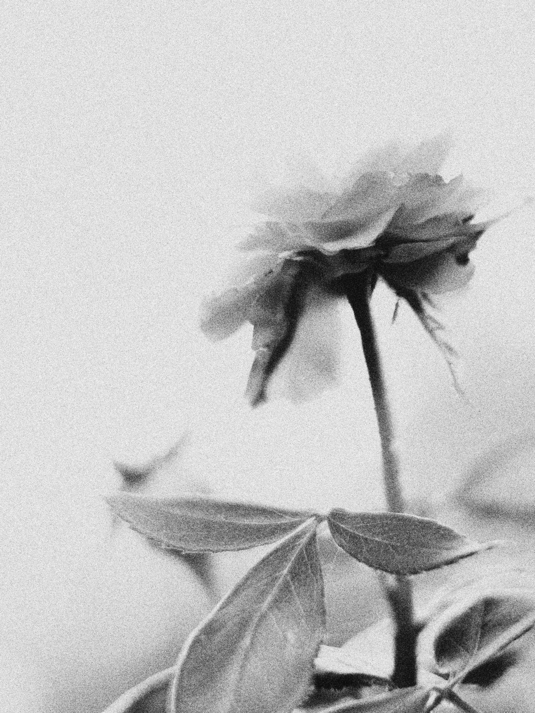 Monochrome close study of a rose