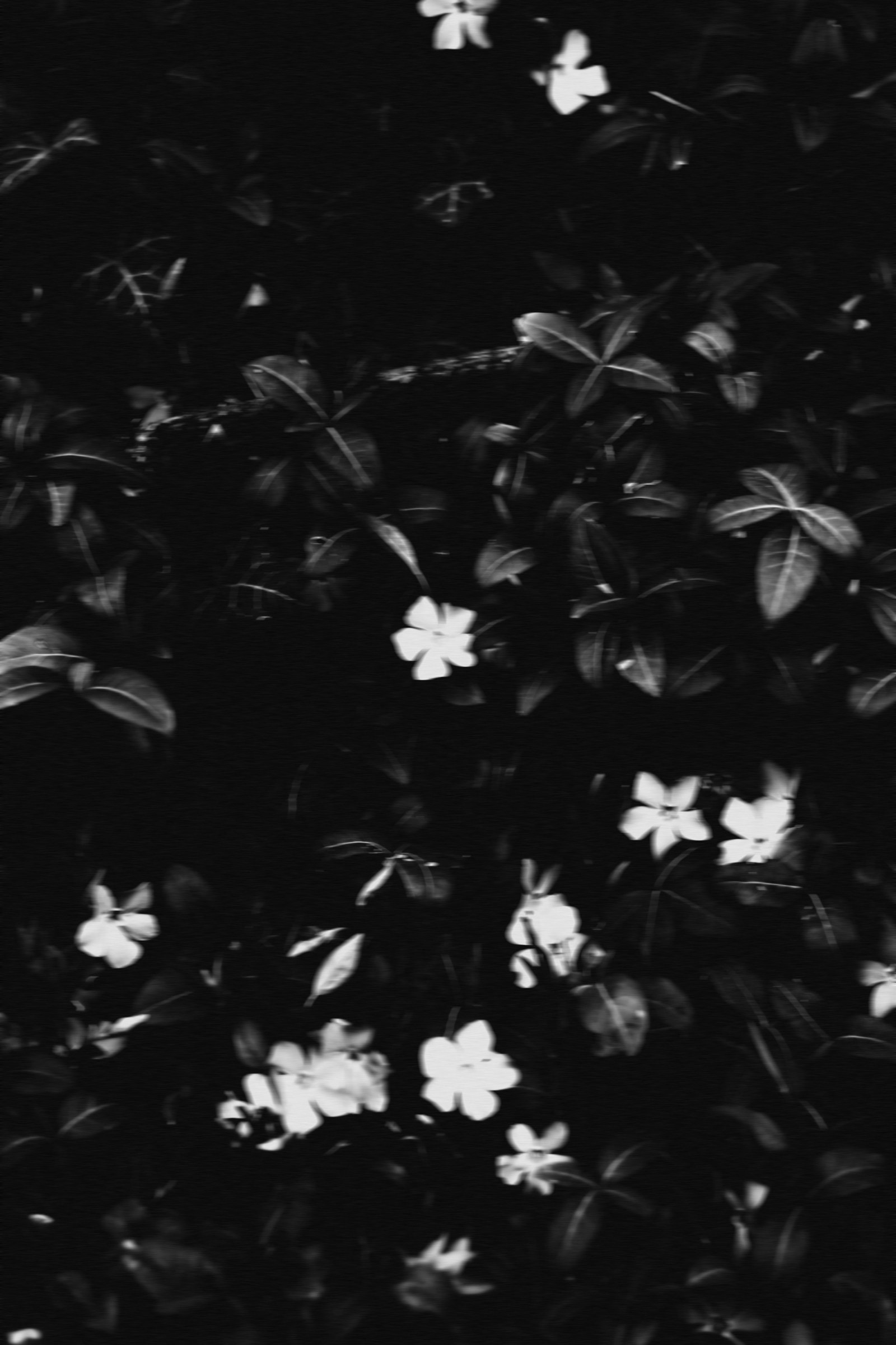 White blossoms in dark foliage