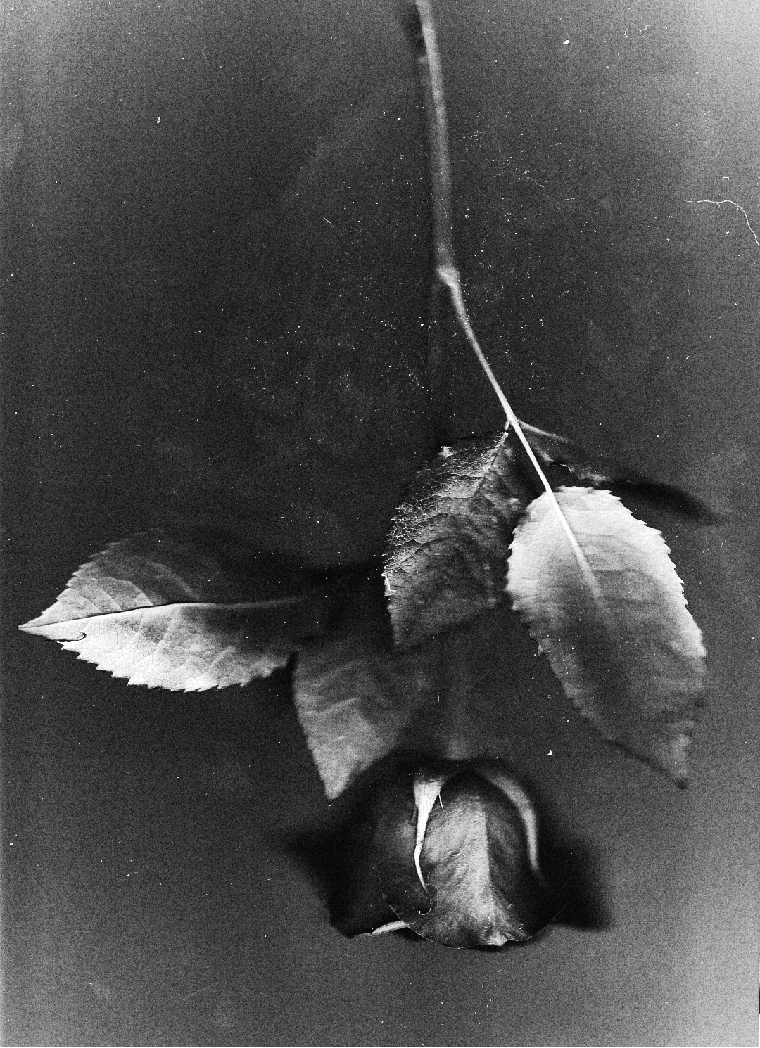 A single rose hanging against a textured wall