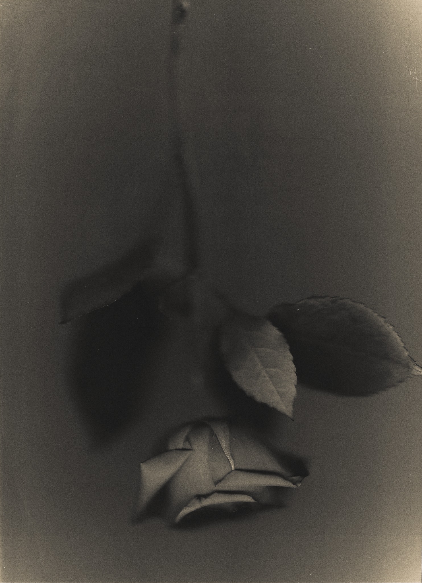 Single rose in soft warm shadow