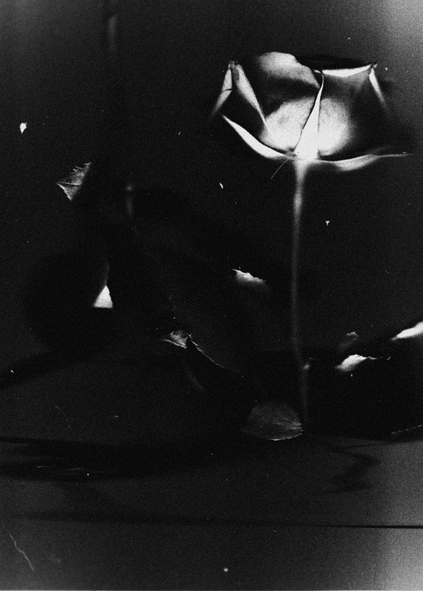 Rose and glass still life