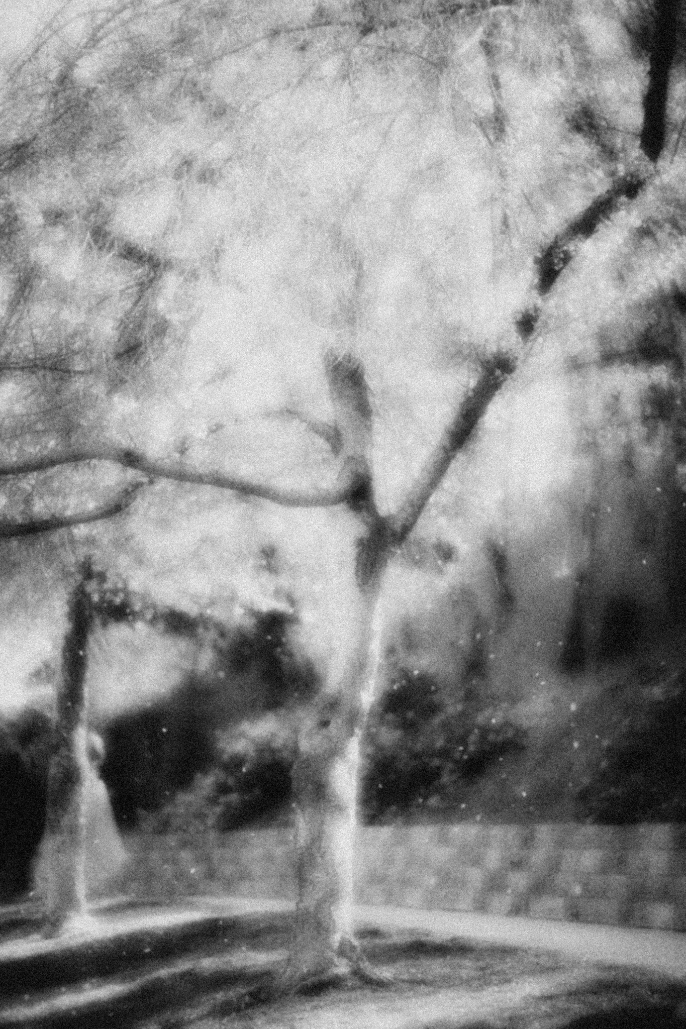 Atmospheric tree in soft focus