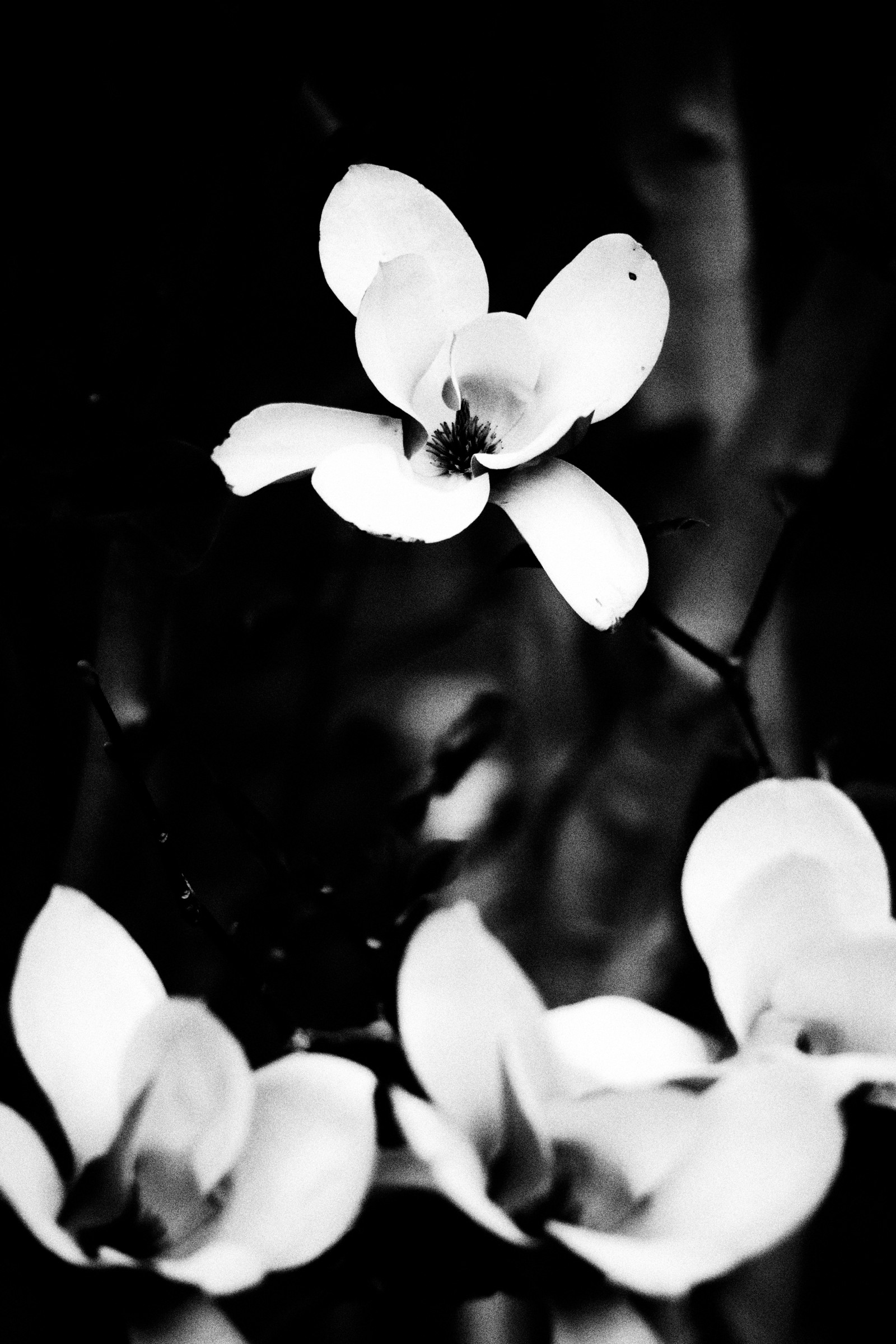 Black-and-white magnolia blossoms