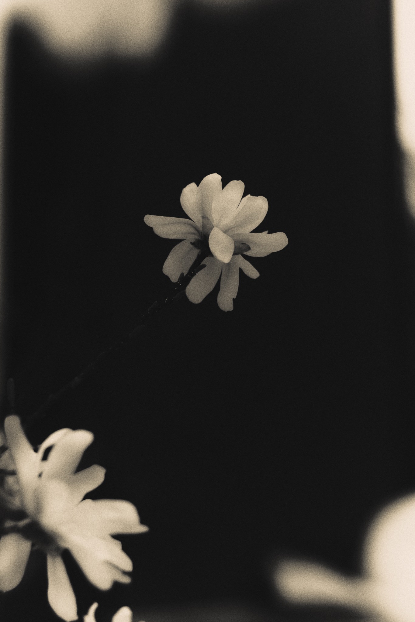 Daisies against dark architectural shadow