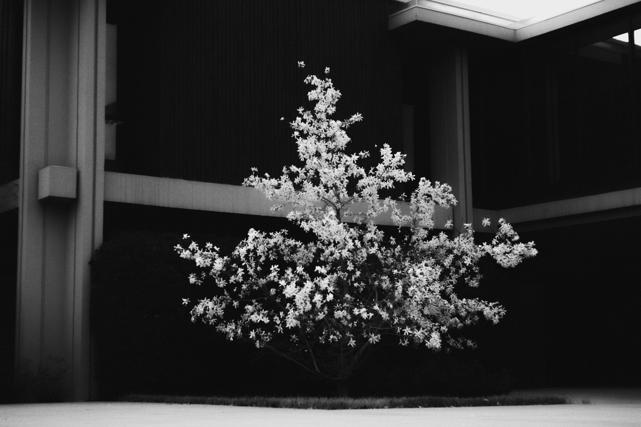 Flowering tree beneath horizontal architectural lines