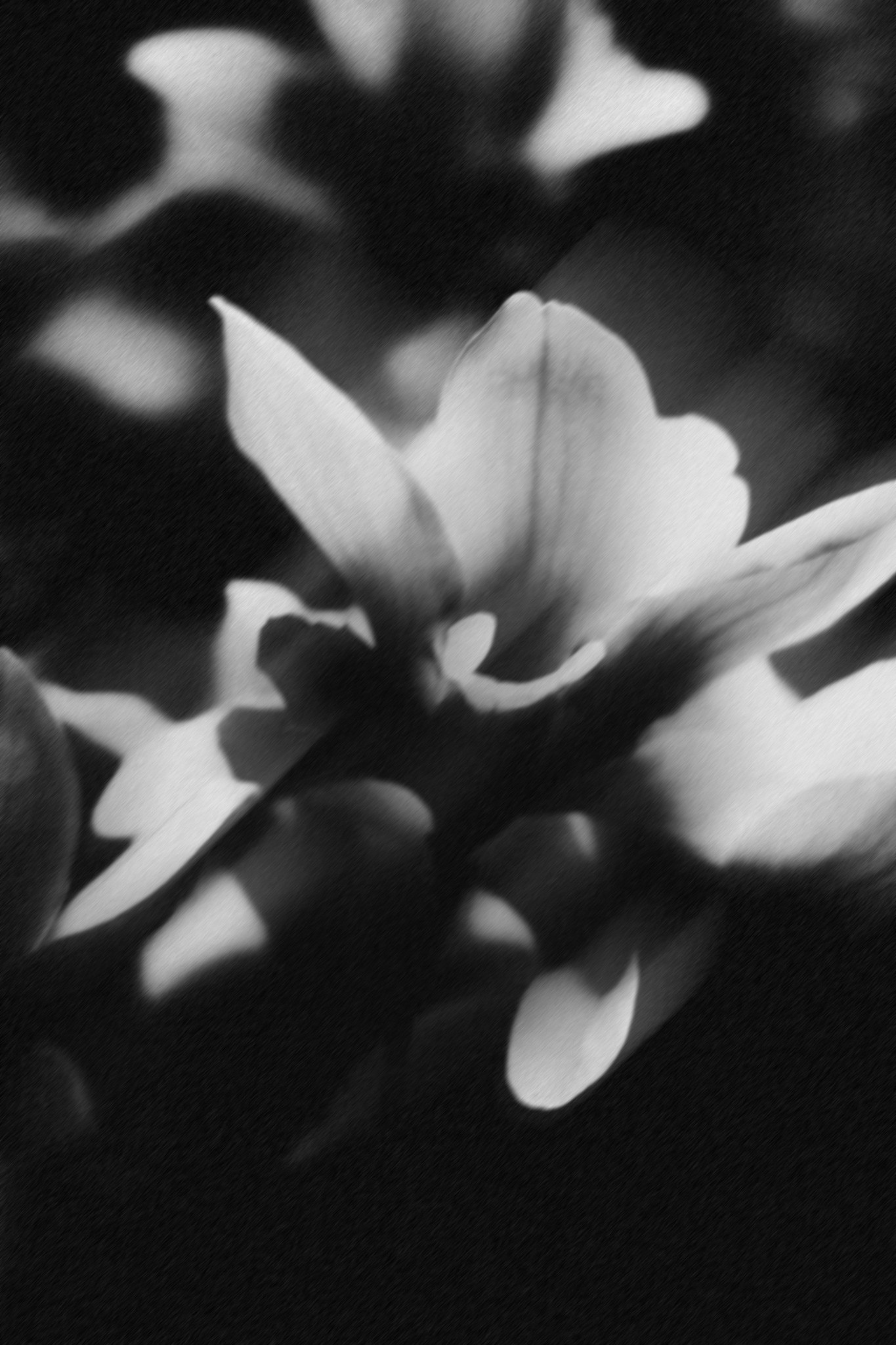 Soft-focus magnolia blossoms