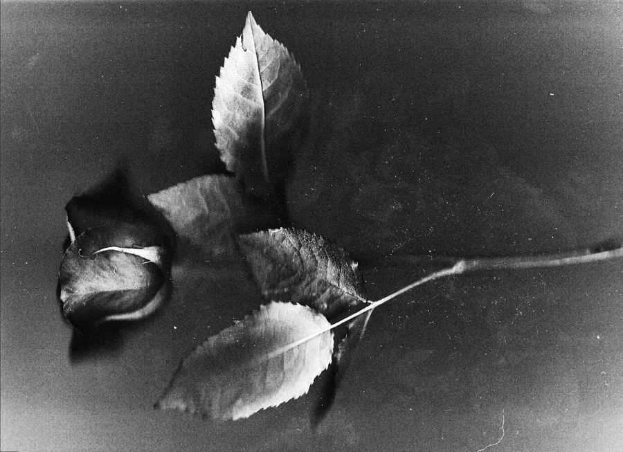 Black and white still life of a single rose with leaves laid on a dark surface, shot on film